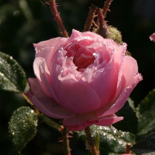 Rosales nostalgicos - Rosa - Antique Rose - 
